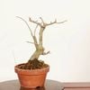 �ߺϡ��ߤ�ɤ�*���� ����ʪ �ߵ��������ɥ���Ilex serrata Umemodoki bonsai  �ߥ��ߺ�