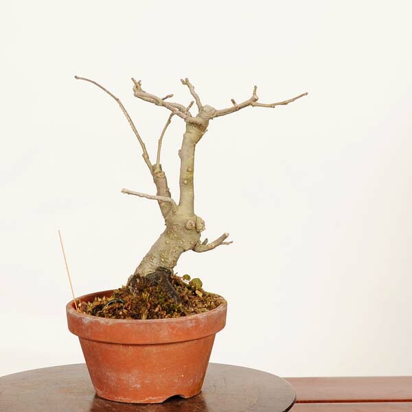 盆栽：梅もどき*現品 一点物 梅擬 ウメモドキ Ilex serrata Umemodoki