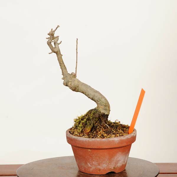 盆栽：梅もどき*現品 一点物 梅擬 ウメモドキ Ilex serrata Umemodoki