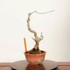 �ߺϡ��ߤ�ɤ�*���� ����ʪ �ߵ��������ɥ���Ilex serrata Umemodoki bonsai  �ߥ��ߺ�