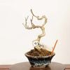 �ߺϡ��Ĥ��ߤ�ɤ�������*����ʪ��̢�ߵ����ĥ륦�ᡡTsuruumemodoki bonsai �� �ߥ��ߺϡ�