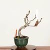 �ߺϡ�����(�����)*���� ����ʪ �����Pseudocydonia sinensis��Karin bonsai���ߥ��ߺ�
