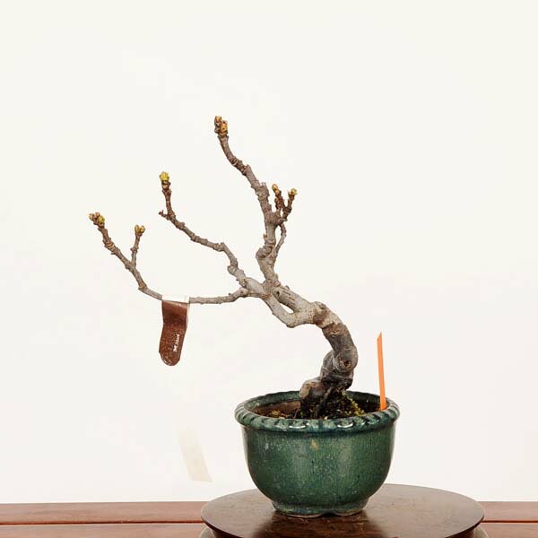 盆栽：花梨(かりん)*現品 一点物 カリン Pseudocydonia sinensis Karin