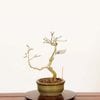 �ߺϡ��ˤ�����������*����ʪ �����ǡ������ǡ�Kaede bonsai   Premna japonica �ߥ��ߺ�