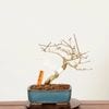 �ߺϡ��ˤ�����������*����ʪ �����ǡ������ǡ�Kaede bonsai   Premna japonica �����ߺ�