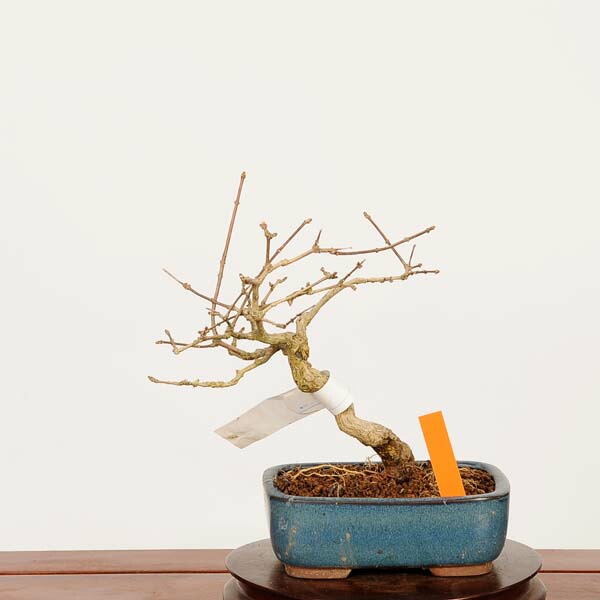 盆栽：におい楓 現品*一点物 かえで カエデ Kaede bonsai Premna