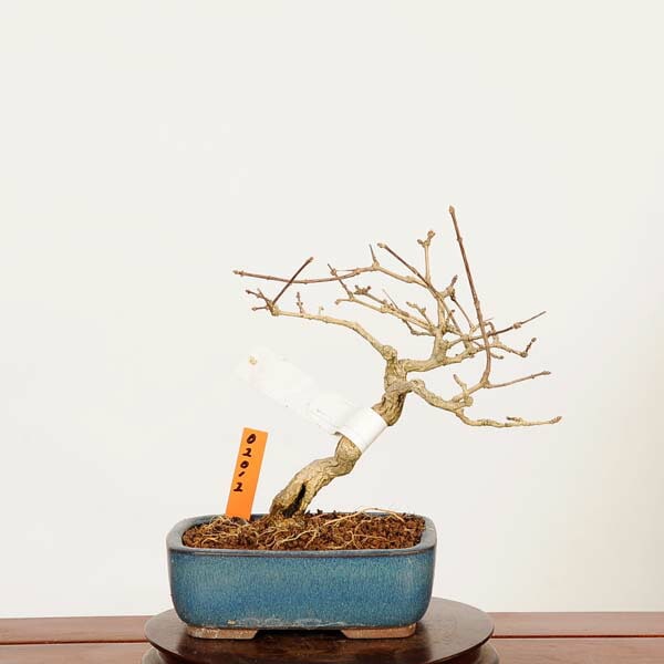 盆栽：におい楓 現品*一点物 かえで カエデ Kaede bonsai Premna