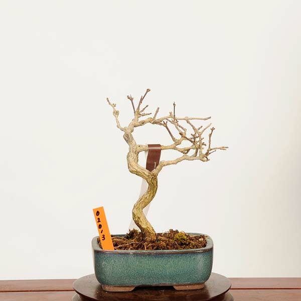 盆栽：におい楓 現品*一点物 かえで カエデ Kaede bonsai Premna