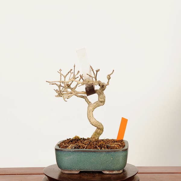 盆栽 カエデ 楓 太幹 小品 盆栽：におい楓 現品*一点物 かえで カエデ Kaede bonsai Premna