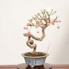 �ߺϡ�����(�ޤ��)����*����ʪ �ޥ�� Euonymus hamiltonianus Mayumi bonsai �������ߺϡ�