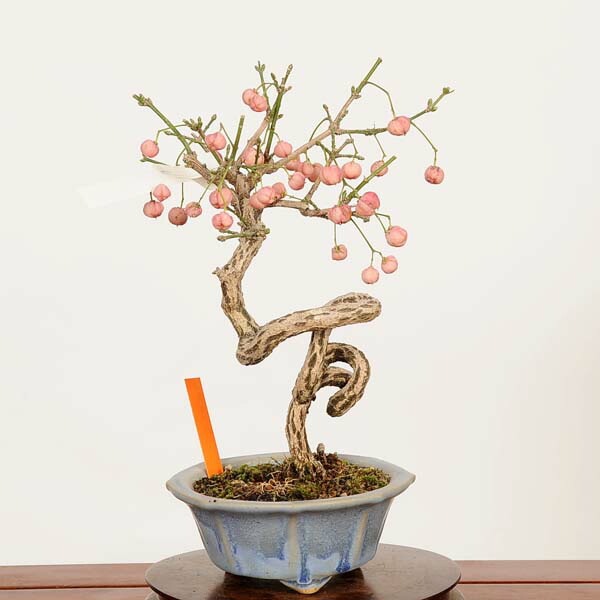 盆栽：真弓(まゆみ)現品*一点物 マユミ Euonymus hamiltonianus Mayumi