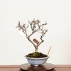 �ߺϡ�������Ȼ���(������)������*����ʪ ������Cotoneaster horizontalis��Benishitan bonsai �� �����ߺϡ�