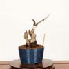�ߺϡ�ɱ���(�ߤ�����)*���ʡ�����ʪ �Ӹ� ��󤴡���� Malus domestica��ringo bonsai�����ߺ�