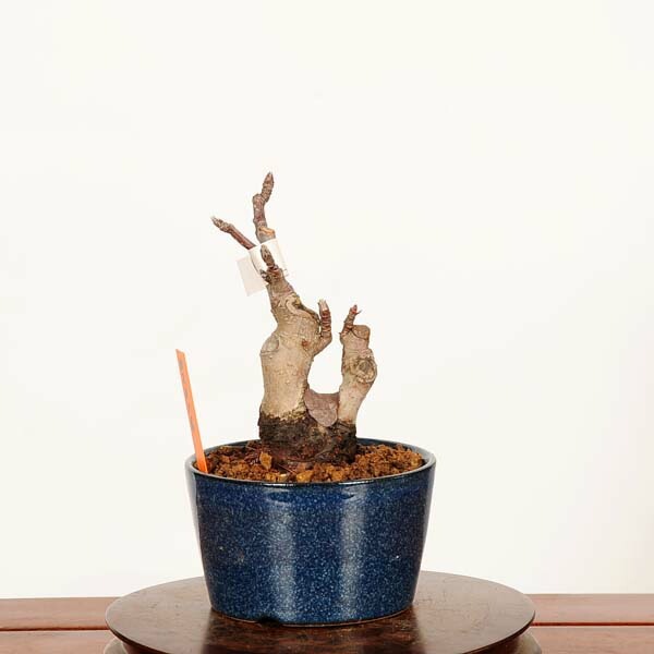 盆栽：姫りんご(冬あかね)*現品 一点物 林檎 りんご・リンゴ Malus