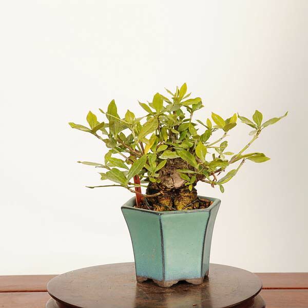 �ߺϡ��������(�����ʤ�)*���� ����ʪ �����ʥ� Minarikuchinashi bonsai �ߥ��ߺ�