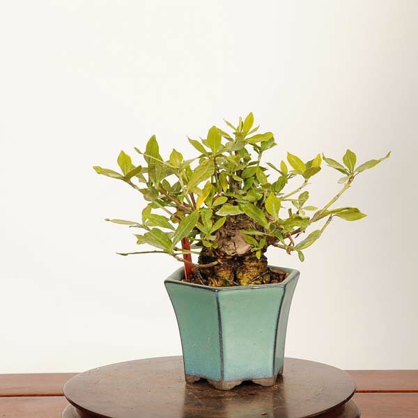 盆栽：実成梔子(くちなし)*現品 一点物 クチナシ Minarikuchinashi