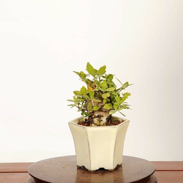 �ߺϡ��������(�����ʤ�)*���� ����ʪ �����ʥ� Minarikuchinashi bonsai �ߥ��ߺ�