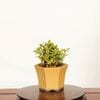 �ߺϡ��������(�����ʤ�)*���� ����ʪ �����ʥ� Minarikuchinashi bonsai �ߥ��ߺ�