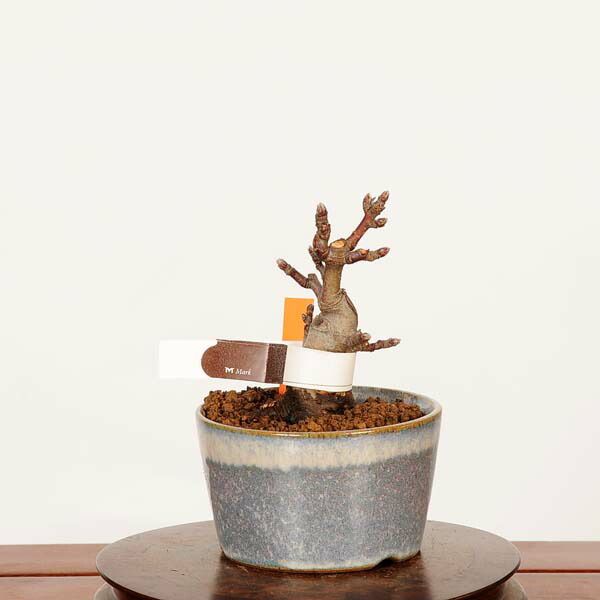 �ߺϡ�ɱ���(�Ȳ���)*���ʡ�����ʪ �Ӹ� ��󤴡���� Malus domestica��ringo bonsai�����ߺ�