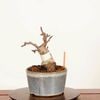 �ߺϡ�ɱ���(�Ȳ���)*���ʡ�����ʪ �Ӹ� ��󤴡���� Malus domestica��ringo bonsai�����ߺ�
