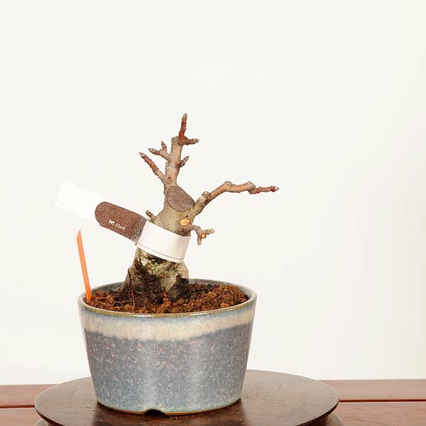 盆栽：姫りんご(紅乙女)*現品 一点物 林檎 りんご・リンゴ Malus