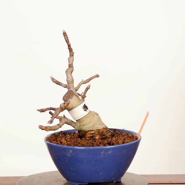 �ߺϡ�ɱ���(ɱ�Ĥ���)*���ʡ�����ʪ �Ӹ� ��󤴡���� Malus domestica��ringo bonsai�����ߺ�