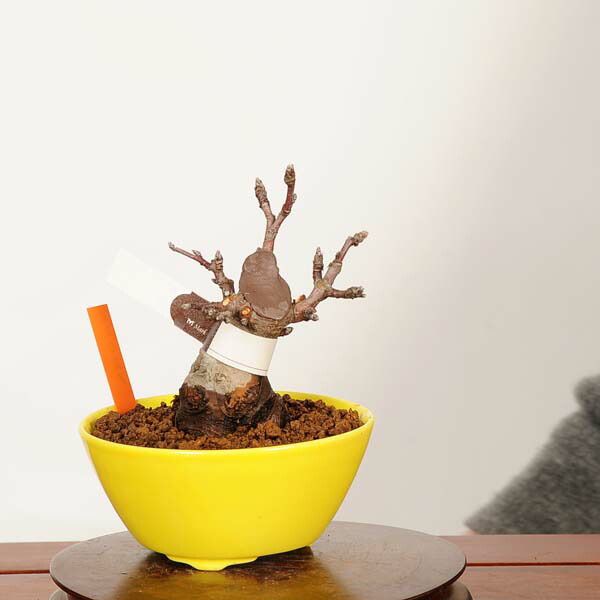 �ߺϡ�ɱ���(ɱ�Ĥ���)*���ʡ�����ʪ �Ӹ� ��󤴡���� Malus domestica��ringo bonsai�����ߺ�