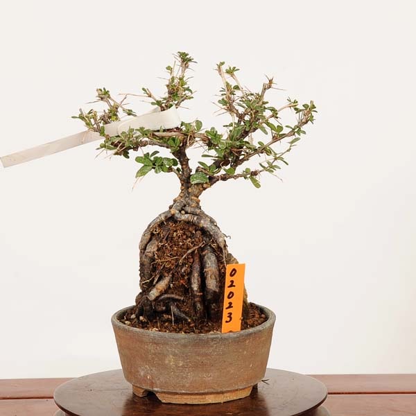 盆栽：金雀花(むれすずめ)石付 現品*ムレスズメ Muresuzume bonsai