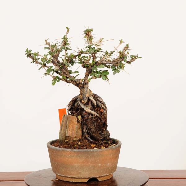 ミニ盆栽。ムレスズメミニ盆栽。 暮らしの中に盆栽を ♬ #bonsai #盆栽 #ムレスズメ盆栽 #ムレスズメ