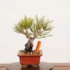 �ߺϡ��Ӿ�* ���� ����ʪ �ˤ����ޤ� �˥����ޥġ�nisikimatsu bonsai �ߥ��ߺ�