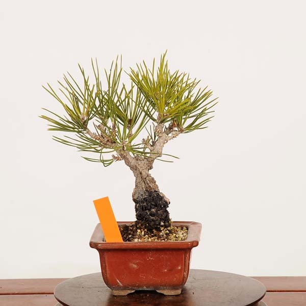 盆栽：錦松* 現品 一点物 にしきまつ ニシキマツ nisikimatsu bonsai