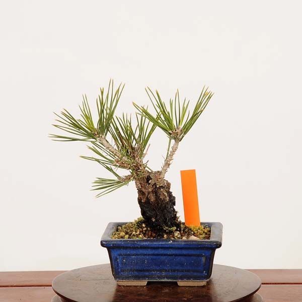 盆栽：錦松* 現品 一点物 にしきまつ ニシキマツ nisikimatsu bonsai