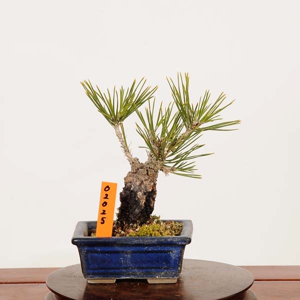 盆栽：錦松* 現品 一点物 にしきまつ ニシキマツ nisikimatsu bonsai