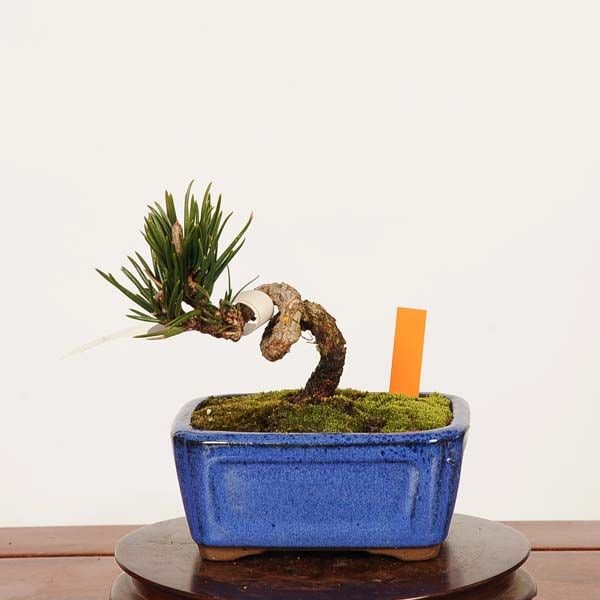 盆栽：寸梢黒松 現品 一点物*くろまつ クロマツ Pinus thunbergii