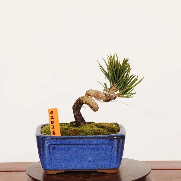 盆栽：寸梢黒松 現品 一点物*くろまつ クロマツ Pinus thunbergii