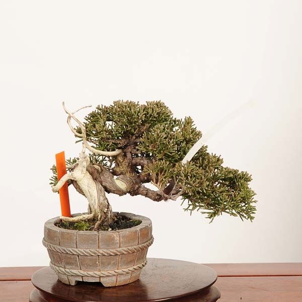 �ߺϡ����������� *����  ����ʪ ����Ѥ�������ѥ� Sabina chinesis��Shinpaku bonsai �����ߺ�