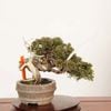 �ߺϡ����������� *����  ����ʪ ����Ѥ�������ѥ� Sabina chinesis��Shinpaku bonsai �����ߺ�