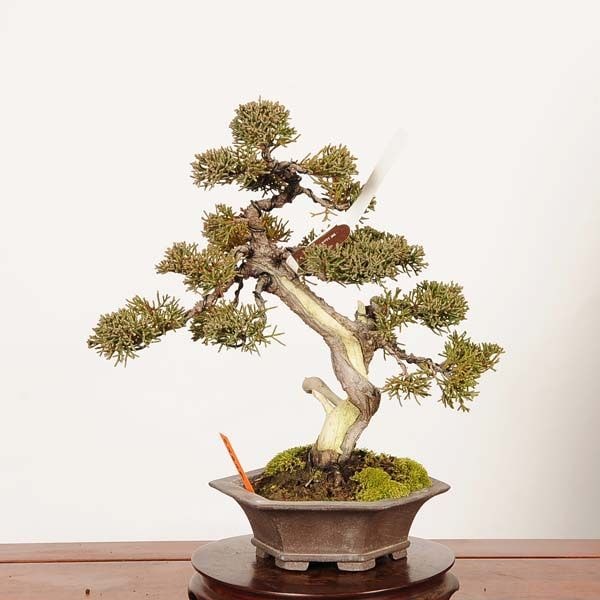 盆栽：特選糸魚川真柏 *現品 一点物 しんぱく シンパク Sabina