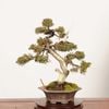 �ߺϡ����������� *����  ����ʪ ����Ѥ�������ѥ� Sabina chinesis��Shinpaku bonsai �����ߺ�