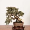 �ߺϡ����������� *����  ����ʪ ����Ѥ�������ѥ� Sabina chinesis��Shinpaku bonsai �����ߺ�