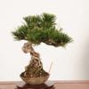 �ߺϡ�����(�����)*���� ����ʪ �����ޤġ������ޥġ�Kuromatsu bonsai �����ߺ�