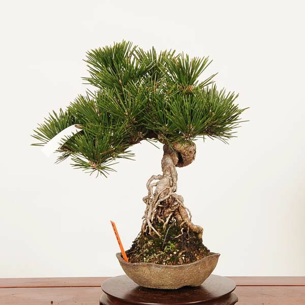 盆栽：黒松(千寿丸)*現品 一点物 くろまつ クロマツ Kuromatsu bonsai