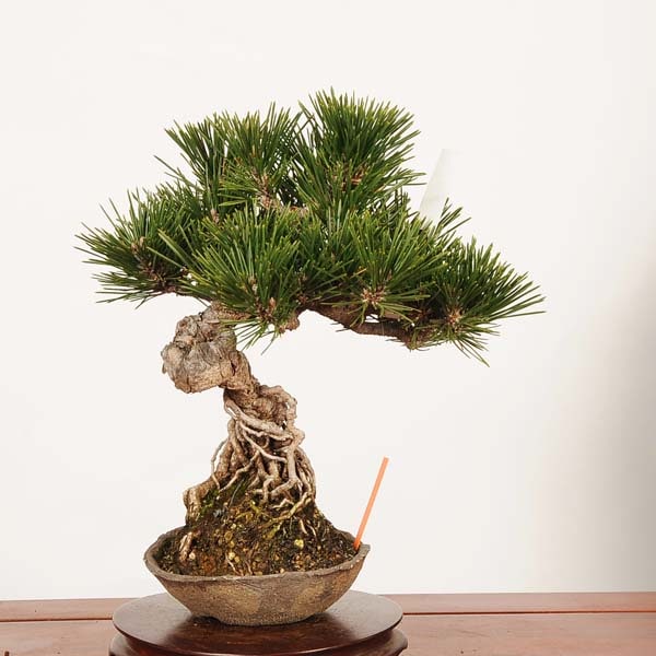 盆栽：黒松(千寿丸)*現品 一点物 くろまつ クロマツ Kuromatsu bonsai