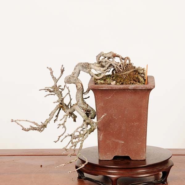 �ߺϡ���΢�����(�������饸���Υ�)*���ʡ�����ʪ �������餸����Malus tschonoskii bonsai�������ߺ�