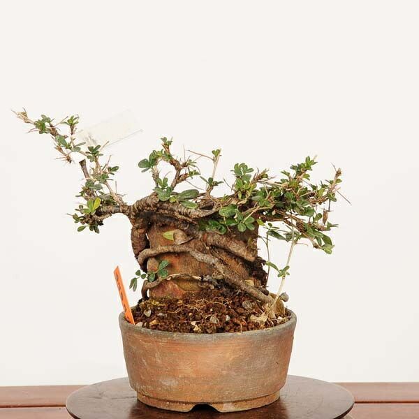 盆栽：金雀花(むれすずめ)石付 現品*ムレスズメ Muresuzume bonsai