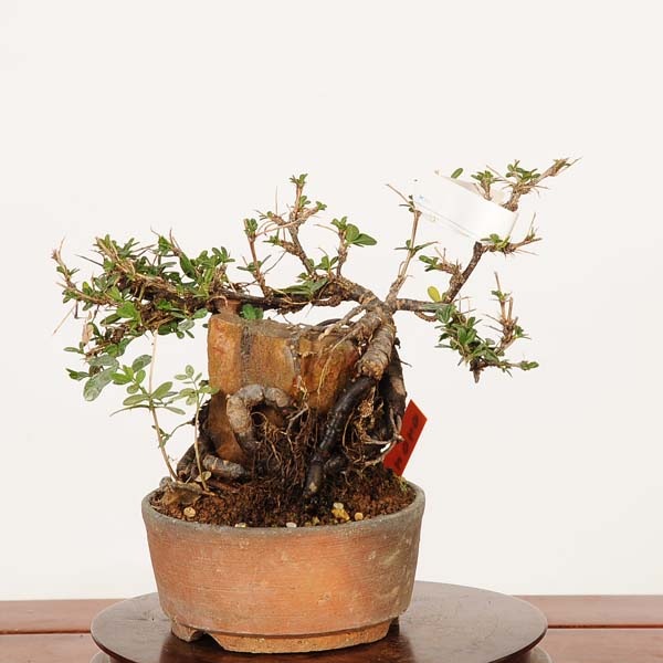 盆栽：金雀花(むれすずめ)石付 現品*ムレスズメ Muresuzume bonsai