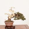 �ߺϡ����������� *����  ����ʪ ����Ѥ�������ѥ� Sabina chinesis��Shinpaku bonsai �����ߺ�