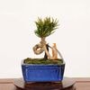�ߺϡ��������������� ����ʪ*�����ޤġ������ޥ� Pinus thunbergii��Kuromatsu bonsai �����ߺ�