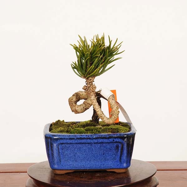盆栽：寸梢黒松 現品 一点物*くろまつ クロマツ Pinus thunbergii