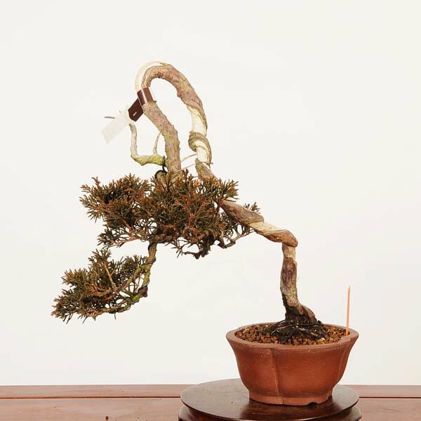 盆栽：特選糸魚川真柏 *現品 一点物 しんぱく シンパク Sabina